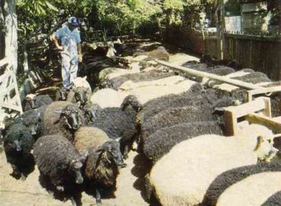 Quality Wool from Black Wool Sheep Image